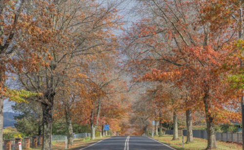 A country road with an avenue of trees with late autumn foliage - Australian Stock Image