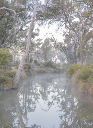 A country scene on a misty morning with grey gums and a creek - Australian Stock Image