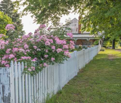 A country scene with a white picket fence and pink flowers - Australian Stock Image