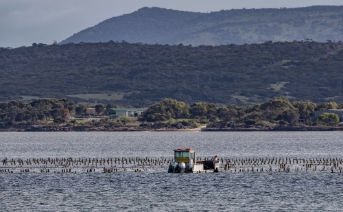 A couple with their boat, checking on the oyster beds in the bay with mountain range in background - Australian Stock Image