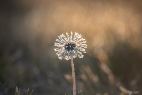 A dandelion in a morning haze - Australian Stock Image