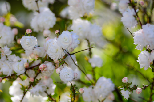 A dense cluster of white prunus blossoms on thin branches on ornamental bush - Australian Stock Image