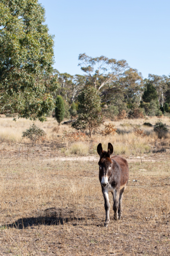 A donkey walking across the paddock - Australian Stock Image