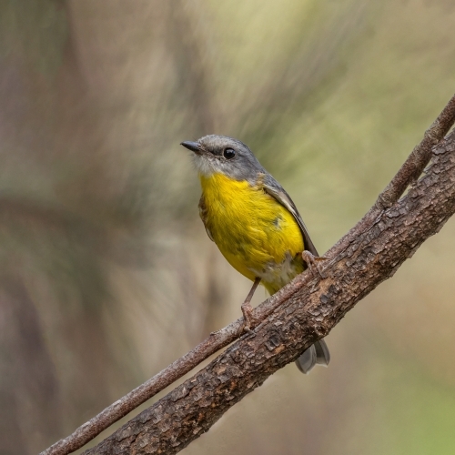 A Eastern Yellow Robin (Eopsaltria australis) perched on a branch with soft green background - Australian Stock Image