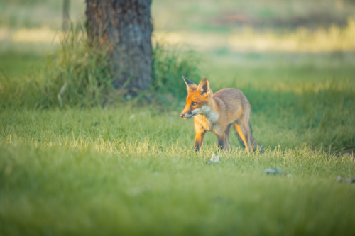 A European Red Fox in a rural Australian backyard - Australian Stock Image