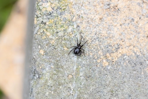 A female Australian false black widow house spider also called a house spider on a brick outside - Australian Stock Image