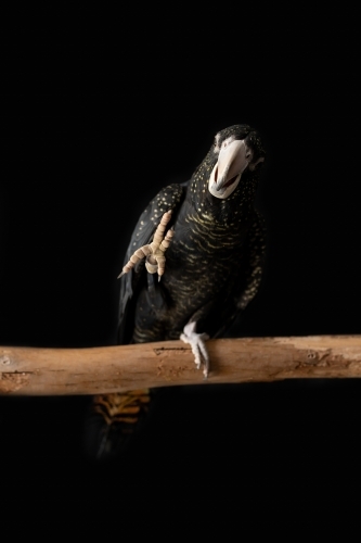 A female Australian red tailed black cockatoo (Calyptorhynchus banksii) waving her foot - Australian Stock Image