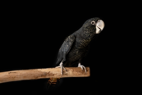 A female Australian red tailed black cockatoo (Calyptorhynchus banksii) with a black background - Australian Stock Image