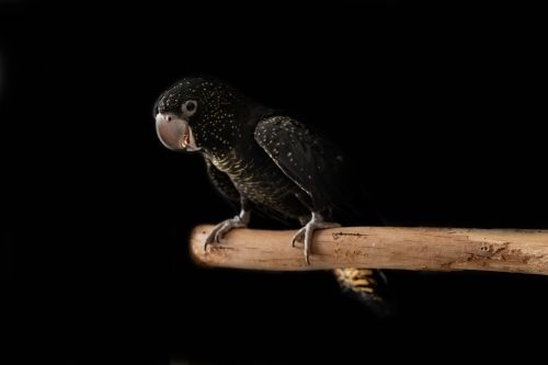 A female Australian red tailed black cockatoo (Calyptorhynchus banksii) with a black background - Australian Stock Image