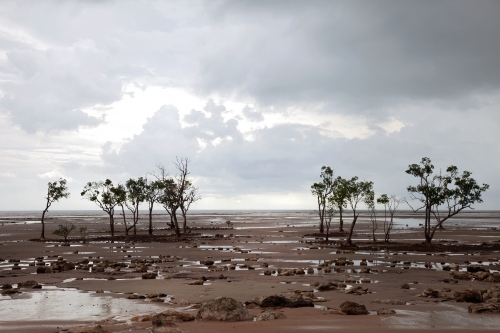 A few trees standing in empty wetlands - Australian Stock Image