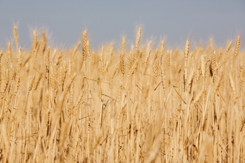 A field of ripe wheat with golden stalks.