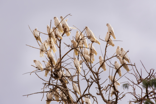 A flock of corellas perched on tree branches - Australian Stock Image