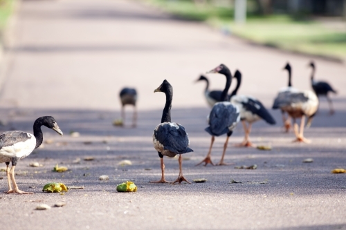 A flock of Magpie Geese walking down a paved path - Australian Stock Image