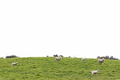 a flock of sheep and lambs on a free range sheep farm - Australian Stock Image