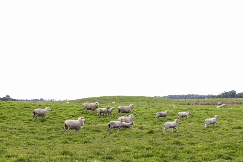 a flock of sheep and lambs on a free range sheep farm