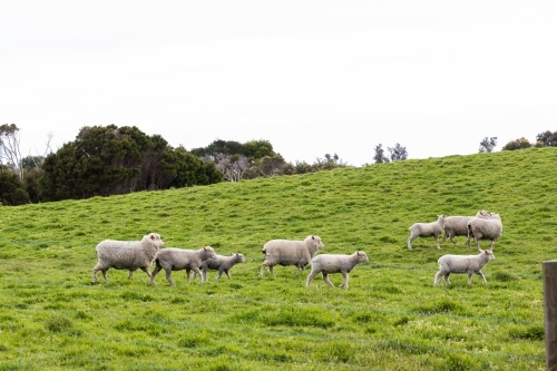 a flock of sheep and lambs on a free range sheep farm - Australian Stock Image