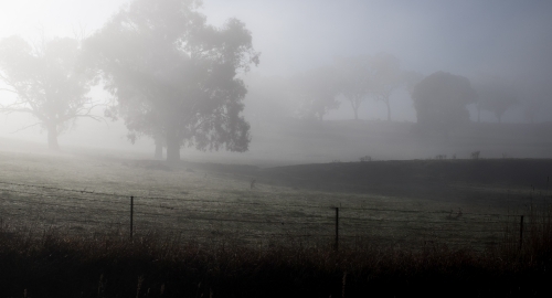 a foggy fenced hillside, lush with grass and trees - Australian Stock Image