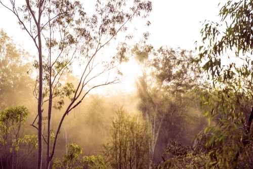 A foggy valley at sunrise with rays beaming through the gum trees - Australian Stock Image