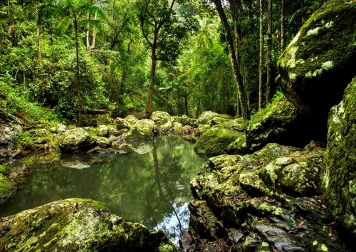 A forest with tall trees and a small pond. - Australian Stock Image