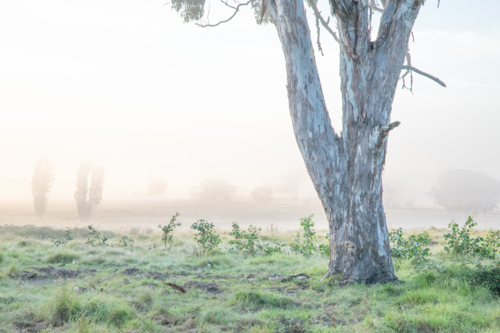 A frosty morning, a green paddock and a grey gum - Australian Stock Image