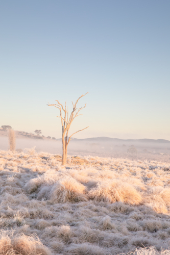 A frozen field, a lone tree and a winter scene - Australian Stock Image