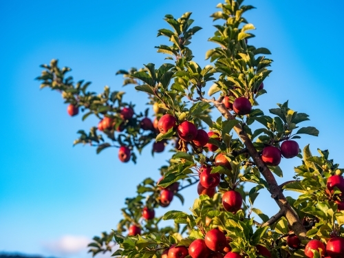 A fruit  tree loaded with shiny red apples - Australian Stock Image