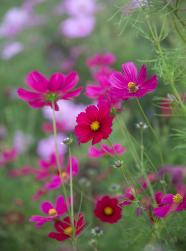 A garden of pink flowers against a green backdrop - Australian Stock Image