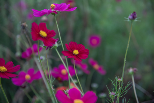 A garden of pink flowers against a green backdrop - Australian Stock Image