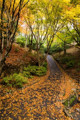 A garden path leading through the autumn coloured foliage at Mt Lofty