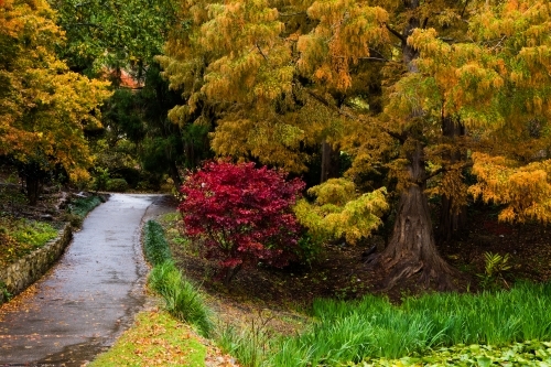 A garden path leading through the autumn coloured foliage at Mt Lofty - Australian Stock Image