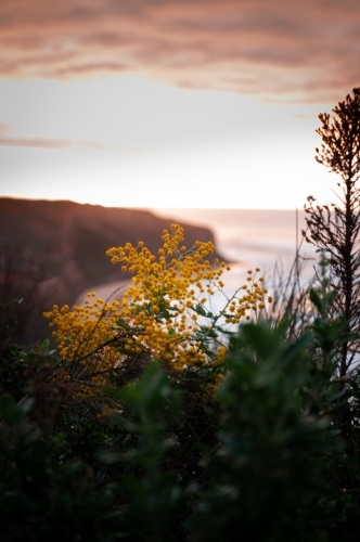 A Golden Wattle Tree Flower Closeup at a Great Ocean Road Sunrise - Australian Stock Image