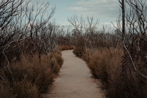 A gravel walking path weaving through bushland at Kanangra Walls Lookout, NSW - Australian Stock Image