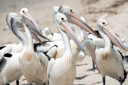 A group of Australian pelican birds walking on the sand before feeding - Australian Stock Image