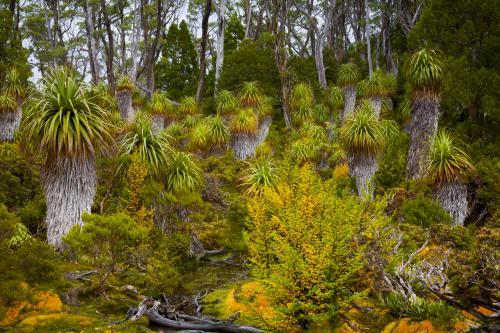 A grove of Pandani - Australian Stock Image