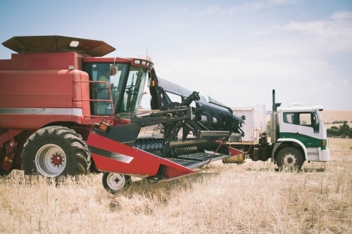 A harvester and truck loading canola seed during harvest in the Wheatbelt of Western Australia - Australian Stock Image