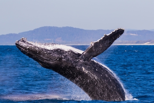 A humpback whale breaching out of the ocean creating water splashes. - Australian Stock Image