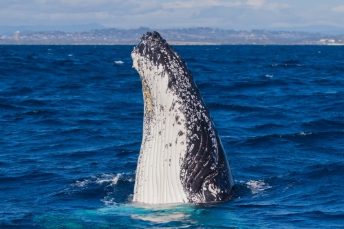 A humpback whale breaching the surface of a deep blue ocean. - Australian Stock Image