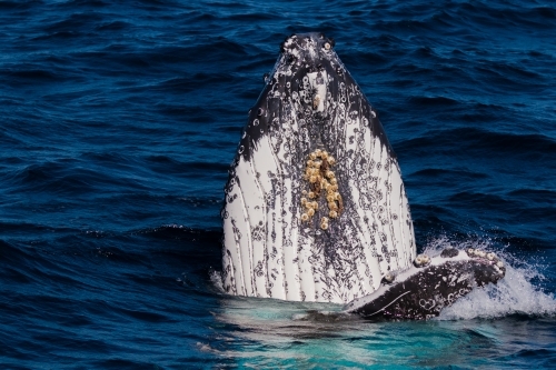 A humpback whale spyhopping in blue ocean water - Australian Stock Image