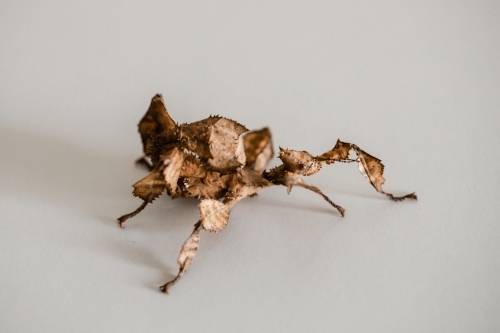 A juvenile female Australian spiny leaf insect, Extatosoma tiaratum - Australian Stock Image