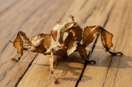 A juvenile female Australian spiny leaf insect, Extatosoma tiaratum - Australian Stock Image