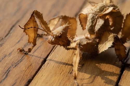 A juvenile female Australian spiny leaf insect, Extatosoma tiaratum - Australian Stock Image