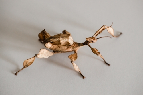 A juvenile male Australian spiny leaf insect, Extatosoma tiaratum