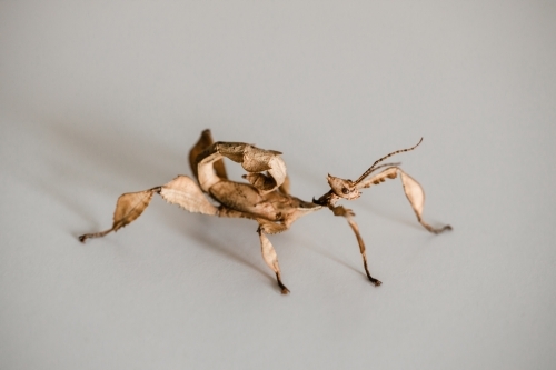 A juvenile male Australian spiny leaf insect, Extatosoma tiaratum