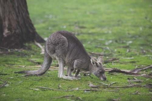 A kangaroo foraging on the grass - Australian Stock Image