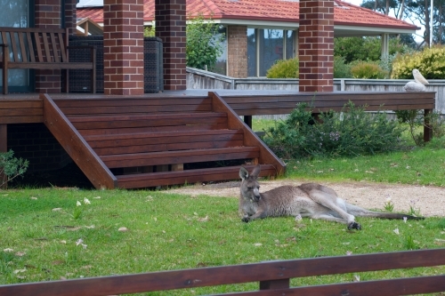 a kangaroo lying on the grass in front of the house - Australian Stock Image
