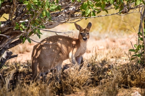 A kangaroo standing in a dry grassland, under the shade - Australian Stock Image