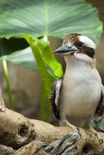 A Kookaburra on a Tree Branch - Australian Stock Image