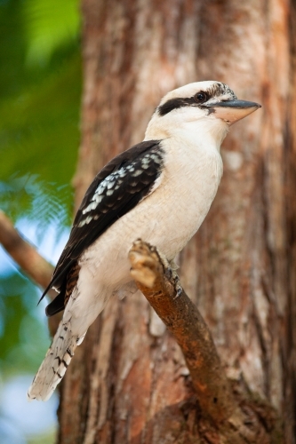 A Kookaburra sitting on a branch waiting for food to appear - Australian Stock Image