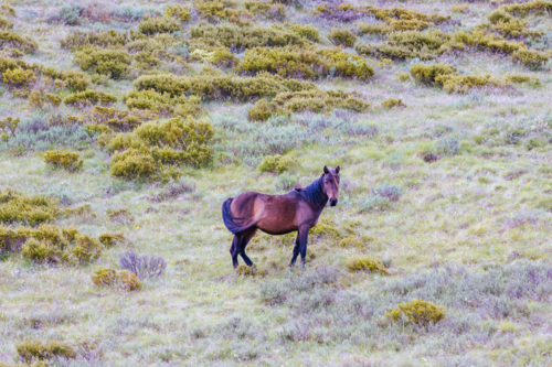A landscape view with wild brumbies on the Cascade Hut Trail near Dead Horse Gap and Thredbo - Australian Stock Image
