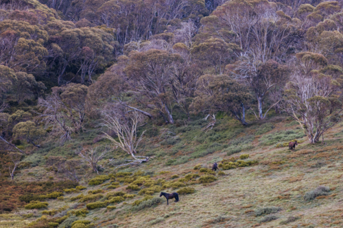 A landscape view with wild brumbies on the Cascade Hut Trail near Dead Horse Gap and Thredbo - Australian Stock Image